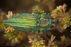 Ectinogonia speciosa