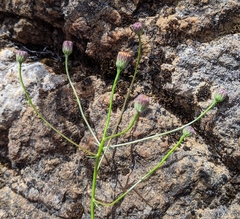 Erigeron reductus angustatus