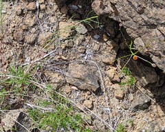 Erigeron reductus angustatus