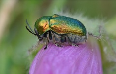 Cryptocephalus hypochaeridis