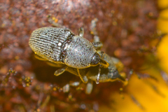 Odontocorynus