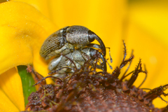 Odontocorynus