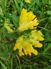 Anthyllis vulneraria