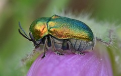 Cryptocephalus hypochaeridis