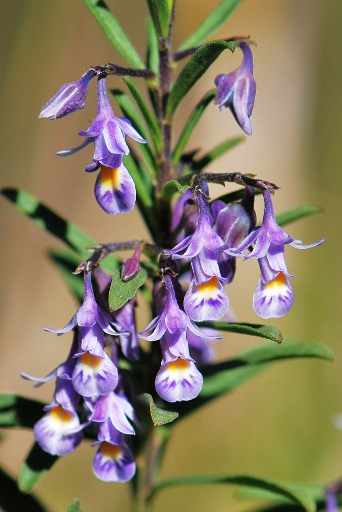Shrub Violet