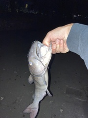 Ameiurus catus