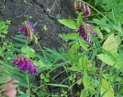 Vicia megalotropis