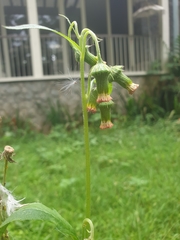 Crassocephalum crepidioides