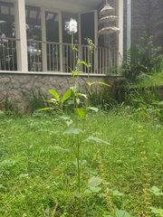 Crassocephalum crepidioides