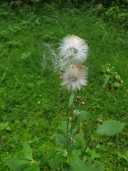 Crassocephalum crepidioides