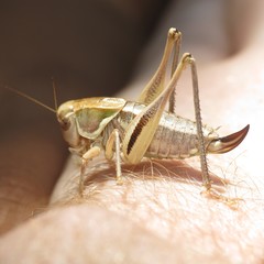 Decticita balli
