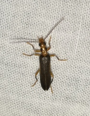 Nacerdes carniolica