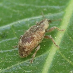 Ellescus ephippiatus