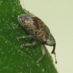 Ellescus ephippiatus