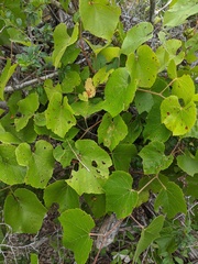 Vitis berlandieri