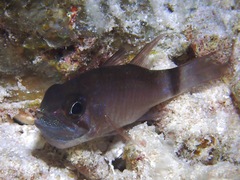 Nectamia