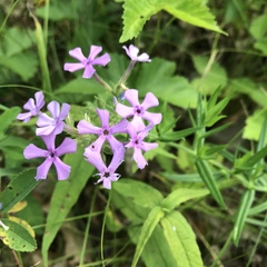 Phlox pilosa pilosa