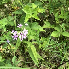 Phlox pilosa pilosa
