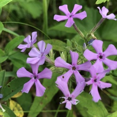 Phlox pilosa pilosa