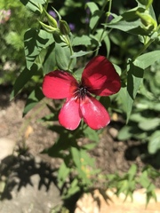 Linum grandiflorum