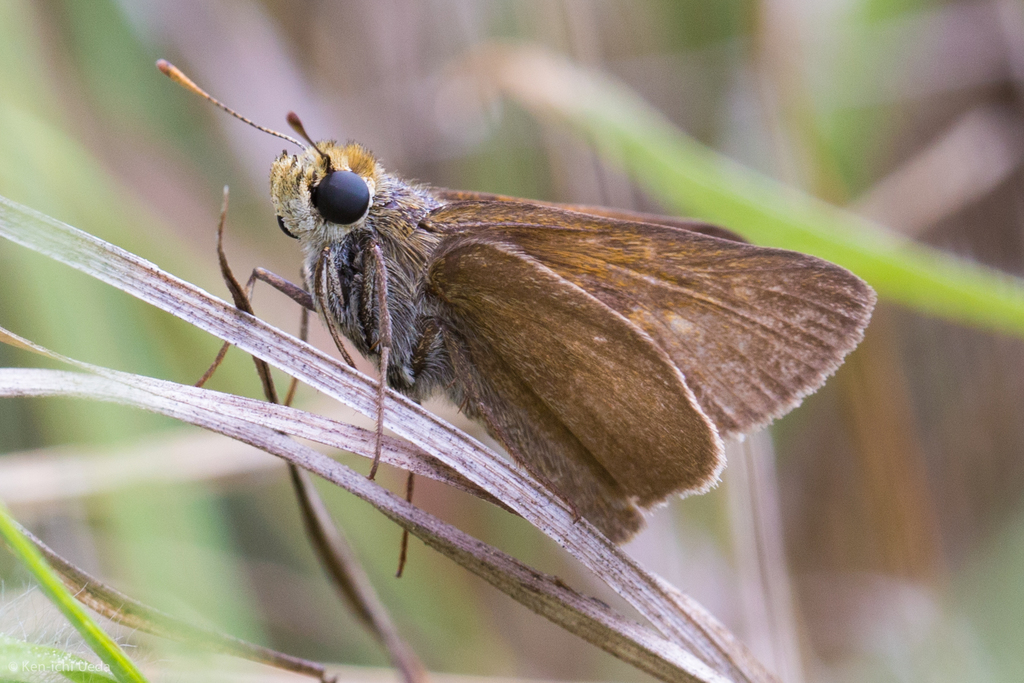 Dun Skipper Zion National Park Butterfly Guide 🦋 · Inaturalist 2284