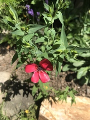 Linum grandiflorum