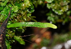 Notogrammitis billardierei