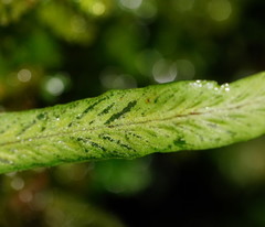 Notogrammitis billardierei