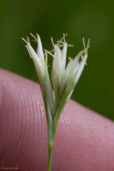 Rhynchospora alba
