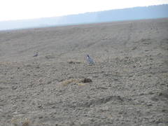 Columba palumbus