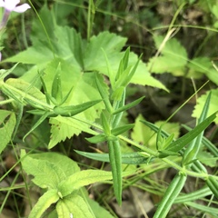 Phlox pilosa pilosa