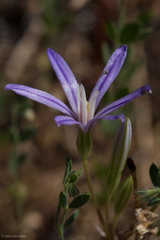 Brodiaea minor