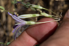 Brodiaea minor