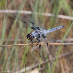 Libellula nodisticta