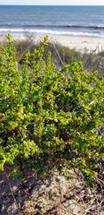 Pimelea serpyllifolia