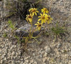 Dysodiopsis tagetoides