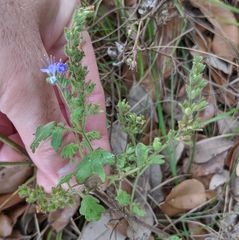 Phacelia congesta