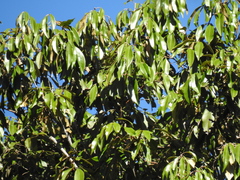 Heritiera trifoliolata