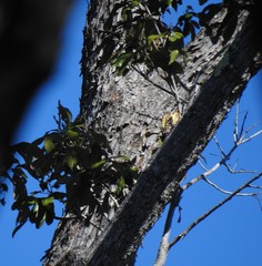 Heritiera trifoliolata