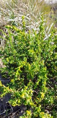 Pimelea serpyllifolia