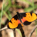 Broad Bordered Acraea - Photo (c) Bart Wursten, some rights reserved (CC BY-NC), uploaded by Bart Wursten
