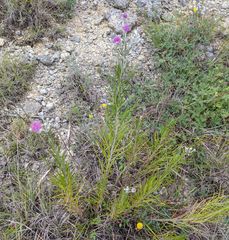 Vernonia lindheimeri