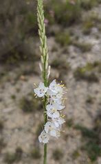 Oenothera glaucifolia
