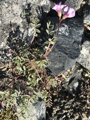 Astragalus nutzotinensis