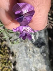 Astragalus nutzotinensis