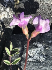 Astragalus nutzotinensis