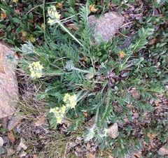 Oxytropis maydelliana