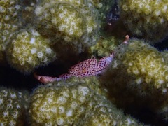 Trapezia rufopunctata