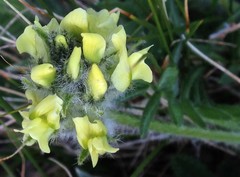 Oxytropis maydelliana