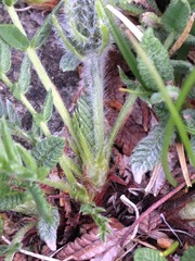 Oxytropis maydelliana